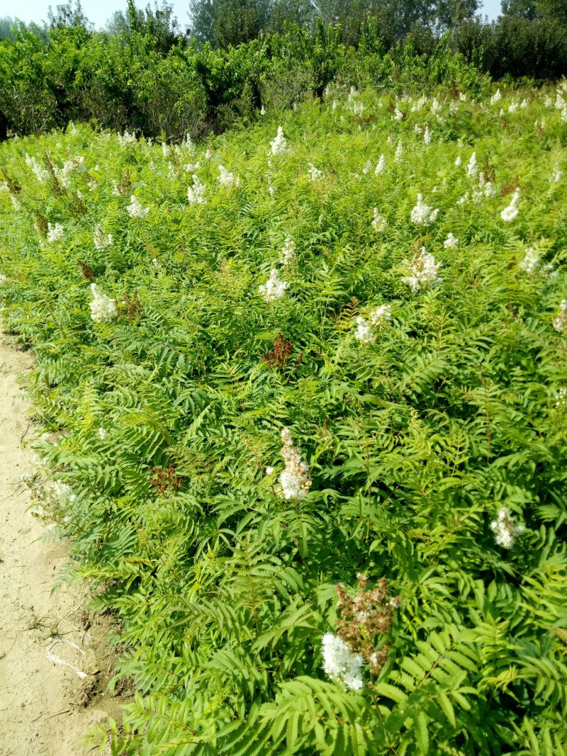珍珠梅工程绿化苗珍珠梅花梅