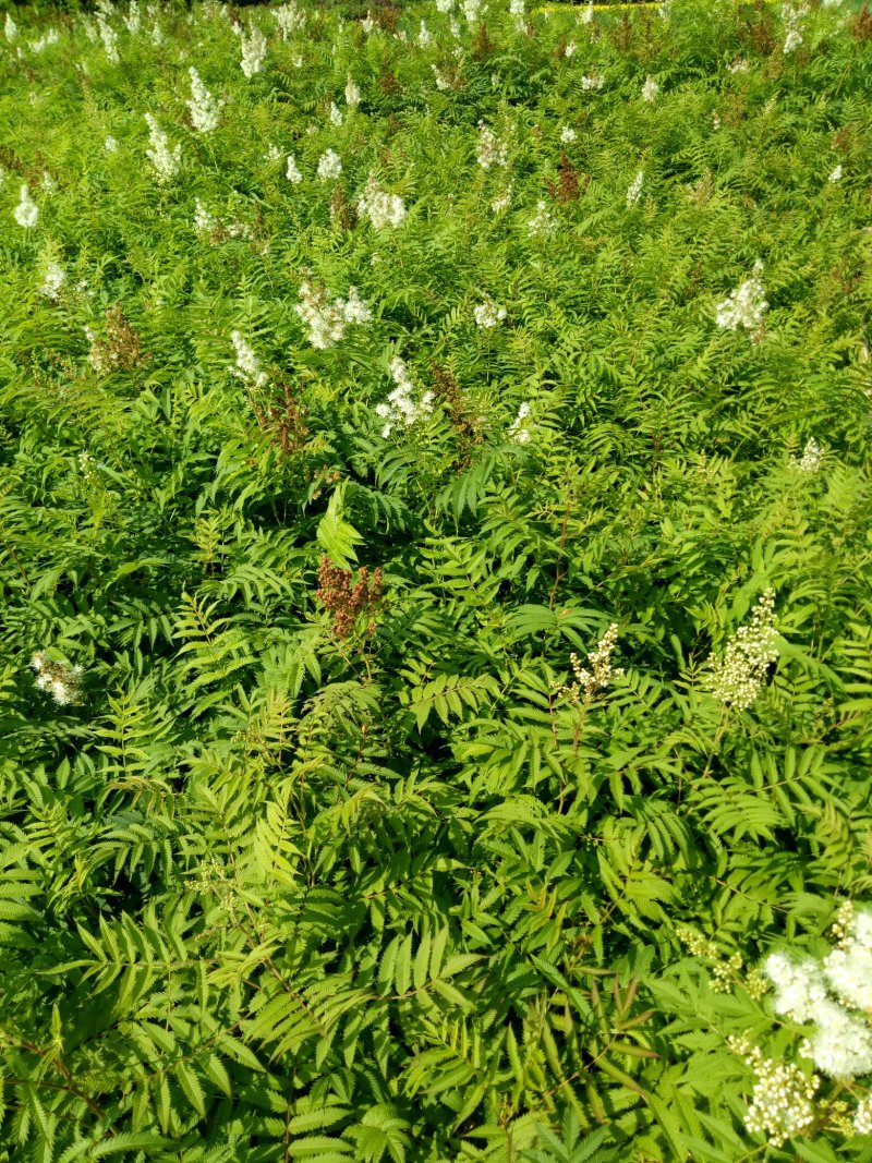 珍珠梅工程绿化苗珍珠梅花梅