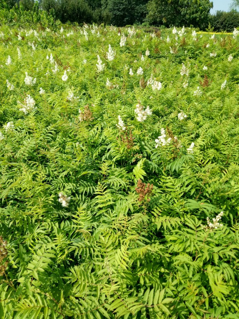 珍珠梅工程绿化苗珍珠梅花梅