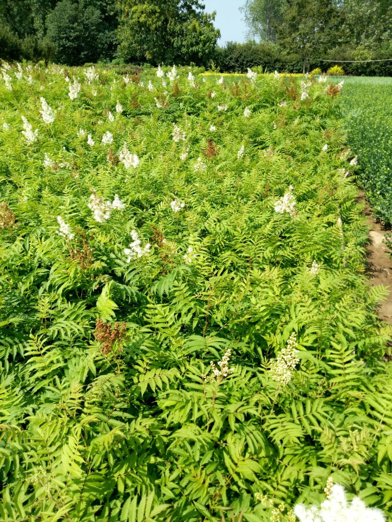 珍珠梅工程绿化苗珍珠梅花梅