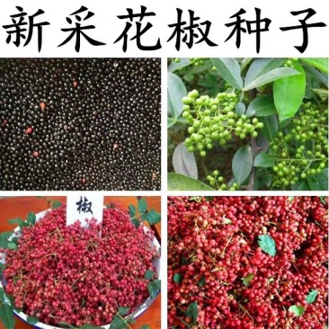无刺大红袍花椒种子正宗无刺花椒种子无刺花椒种子