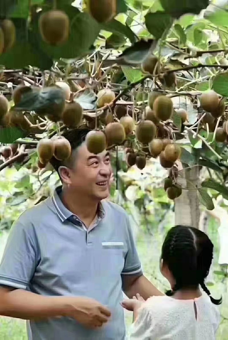 猕猴桃