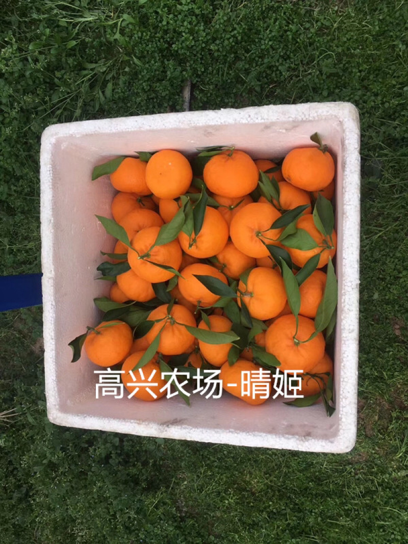 晴姬苗晴姬枝条象山