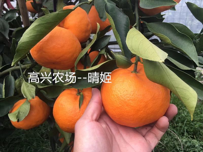 晴姬苗晴姬枝条象山