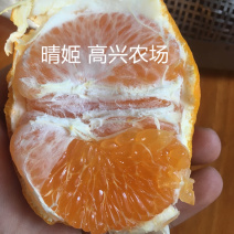 晴姬苗晴姬枝条象山