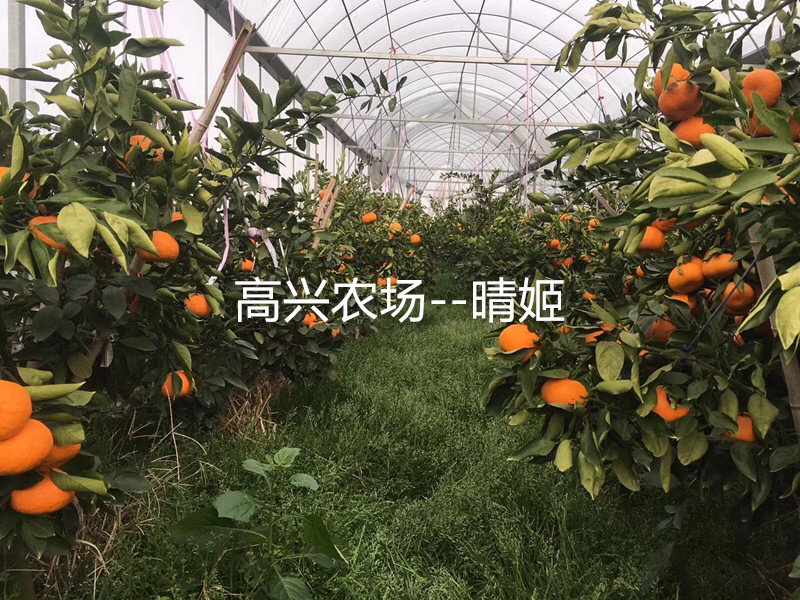 晴姬苗晴姬枝条象山