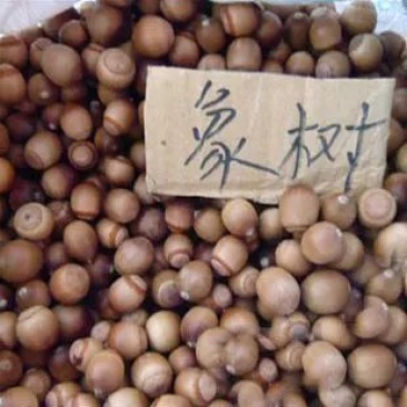 新采橡树种子象树种子橡子树种子