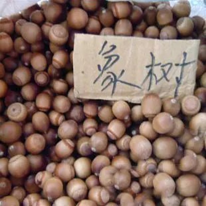 新采橡树种子象树种子橡子树种子