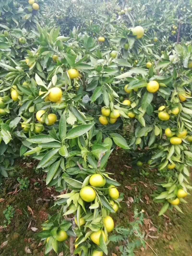【蜜橘实力供货】特早蜜橘陕西基地供货规格齐全欢迎来电
