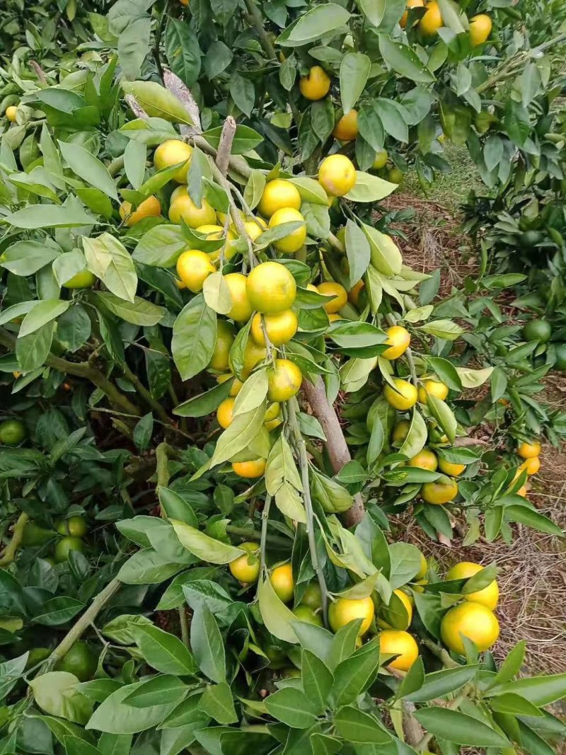 【蜜橘实力供货】特早蜜橘陕西基地供货规格齐全欢迎来电