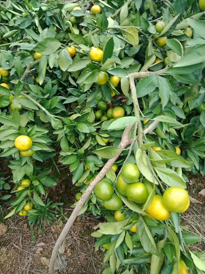 【蜜橘实力供货】特早蜜橘陕西基地供货规格齐全欢迎来电