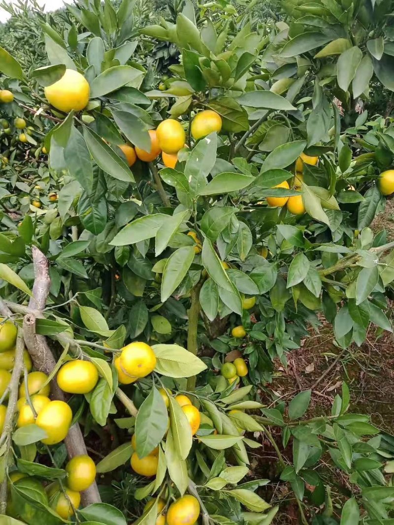 【蜜橘实力供货】特早蜜橘陕西基地供货规格齐全欢迎来电
