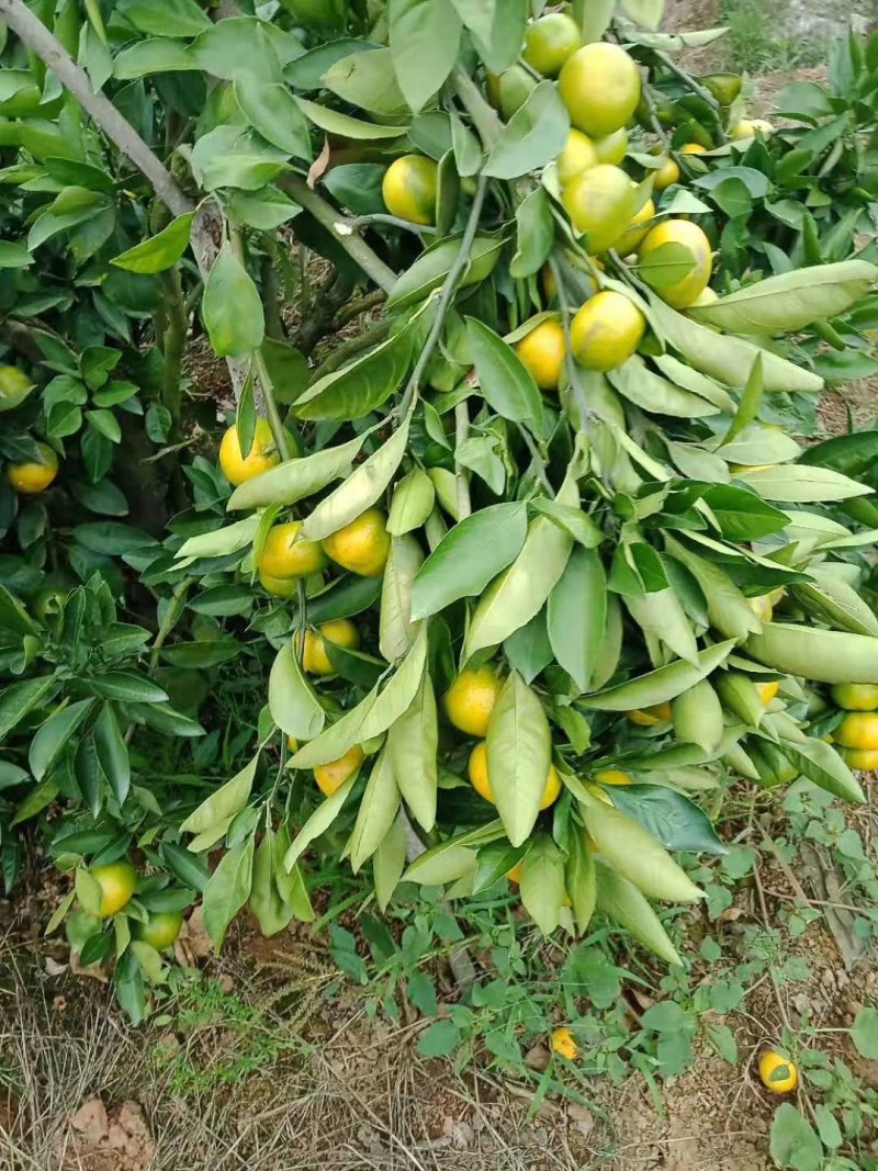 【蜜橘实力供货】特早蜜橘陕西基地供货规格齐全欢迎来电