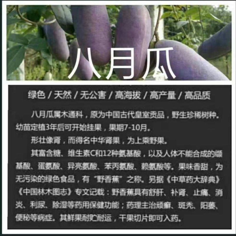 八月瓜