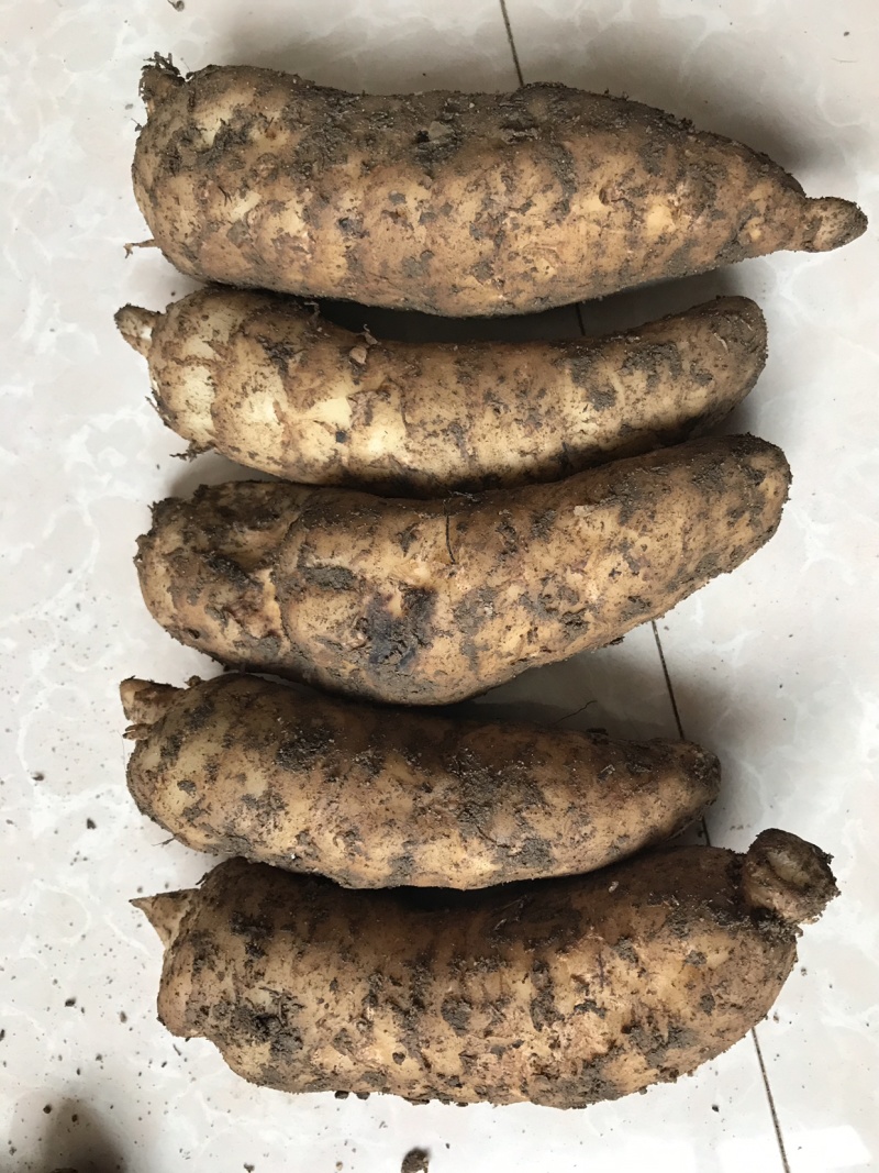 新鲜天麻煲汤炖鸡滋补中药材规格全质量好食补**