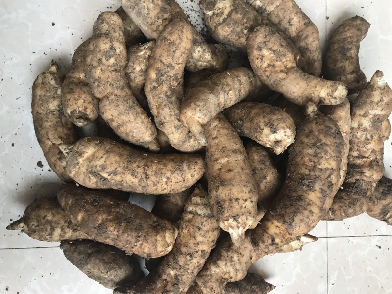 新鲜天麻煲汤炖鸡滋补中药材规格全质量好食补**