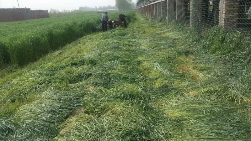 黑麦草种子(宽叶)亩用5~6斤进口种子价格美丽