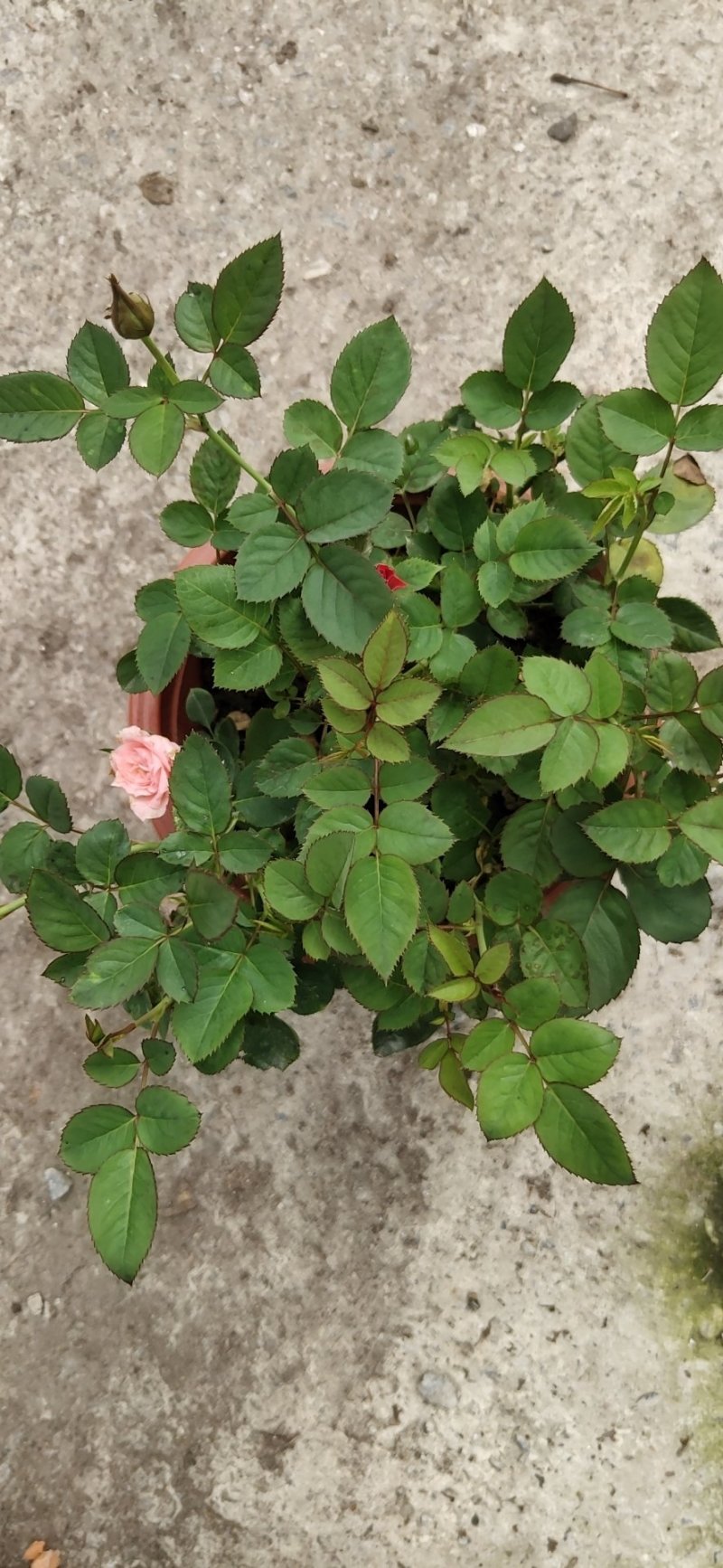 月季花小玫瑰