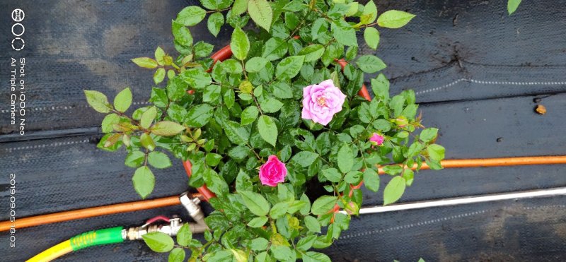 月季花小玫瑰