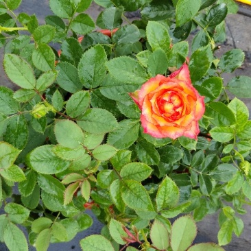 月季花小玫瑰