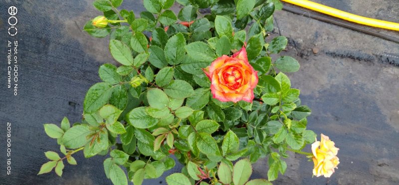 月季花小玫瑰