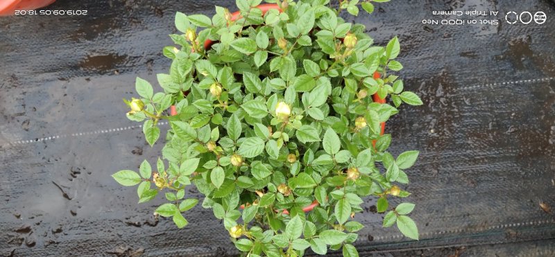 月季花小玫瑰