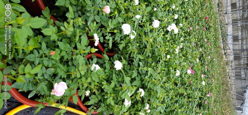 月季花小玫瑰