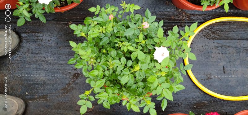 月季花小玫瑰