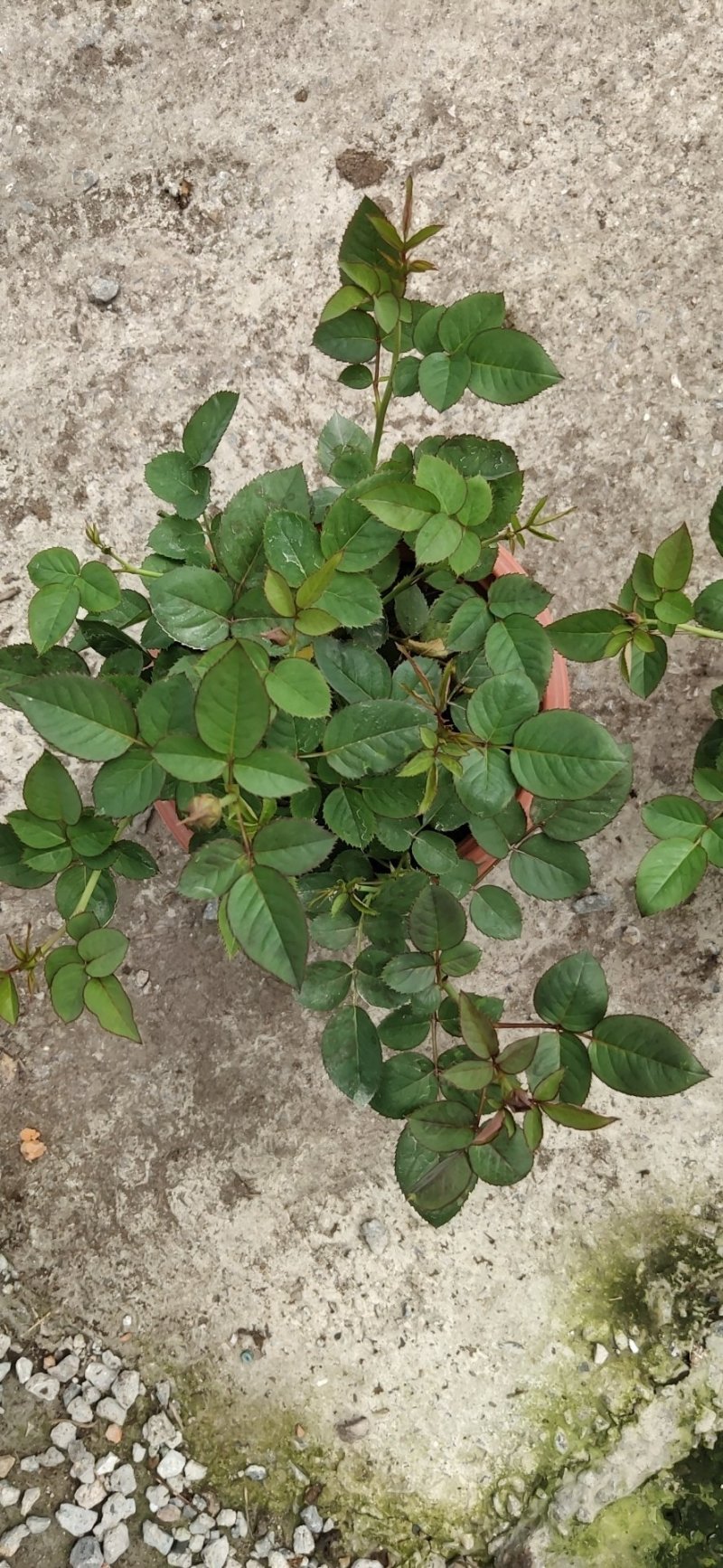 月季花小玫瑰
