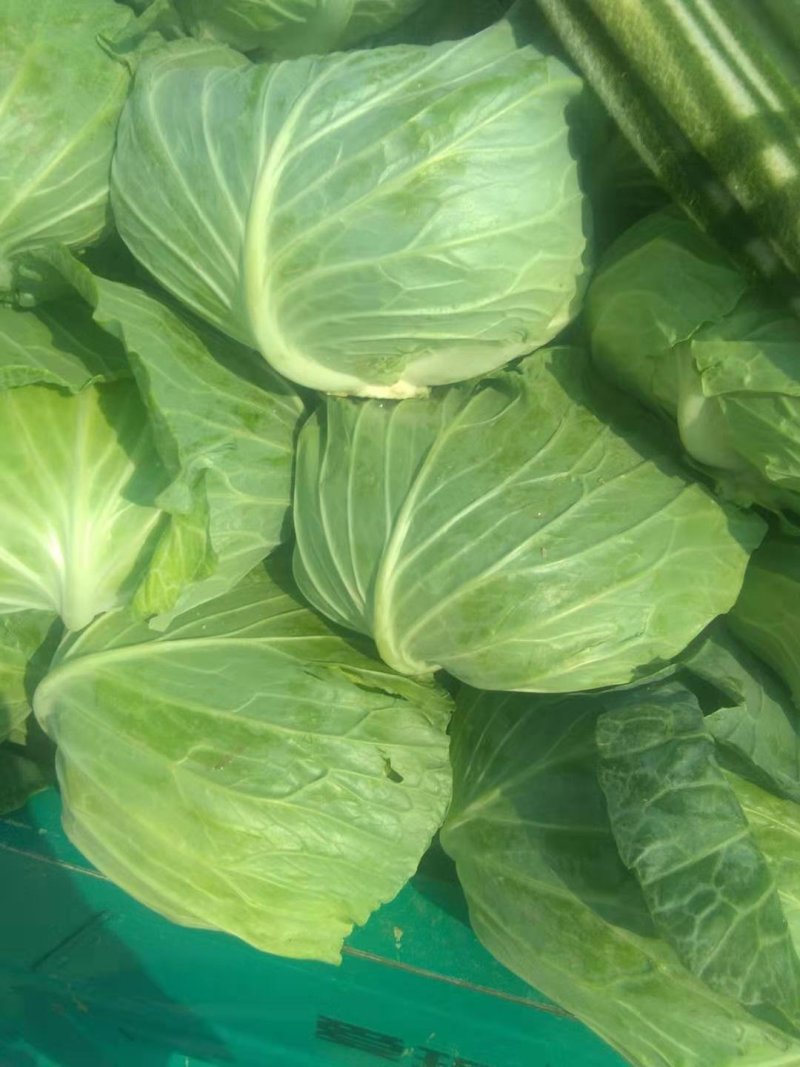 河南通许甘蓝包头菜万亩蔬菜基地诚信经营品质保证