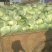 河南通许甘蓝包头菜万亩蔬菜基地诚信经营品质保证