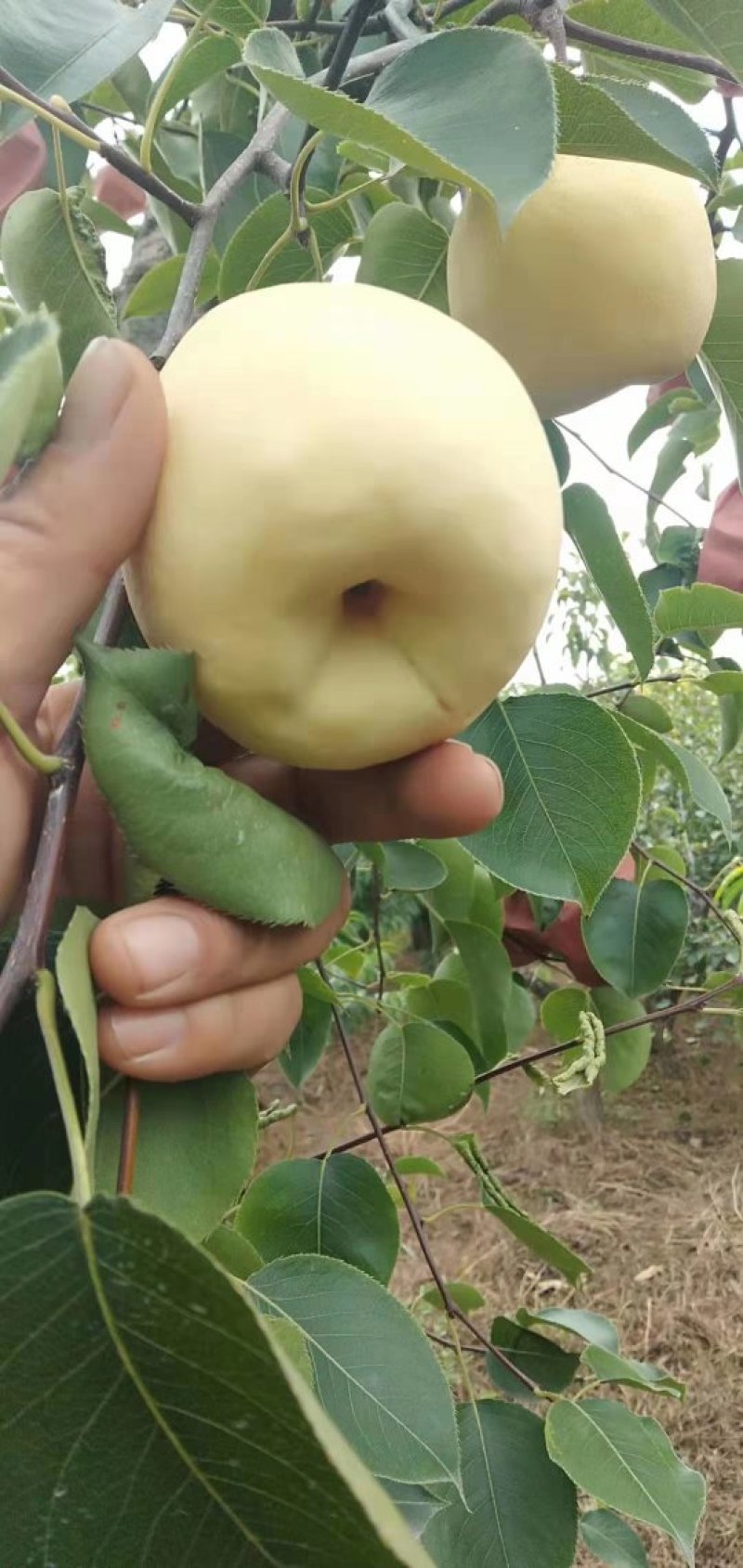 个头大甜