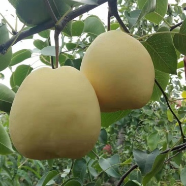 个头大甜