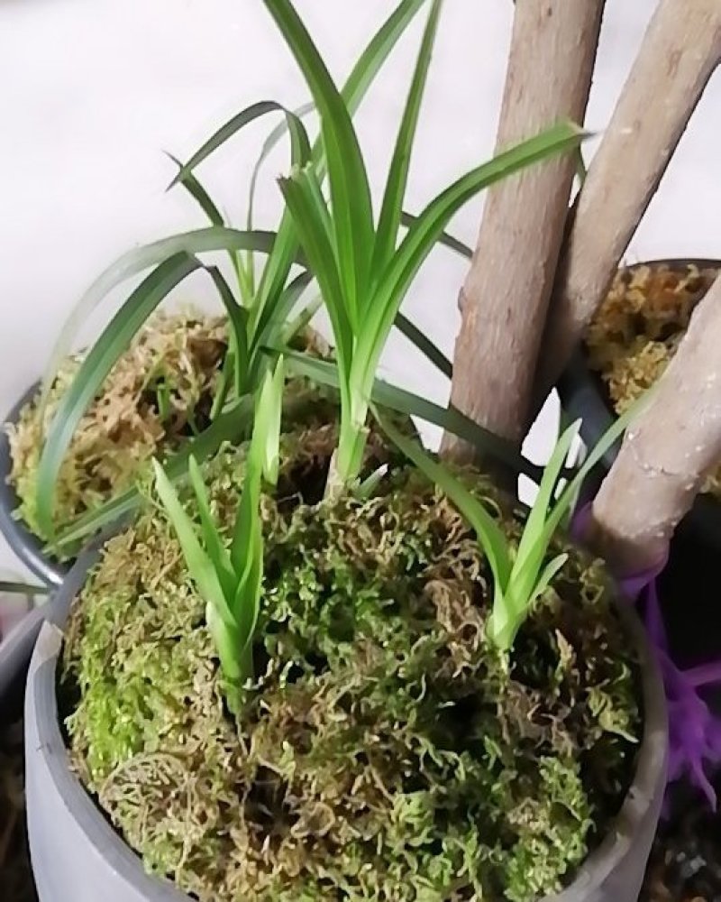 云南野生莲瓣兰花，春兰，绿兰等各种云南兰花