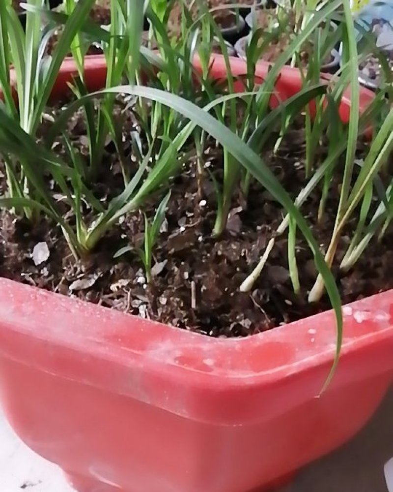云南野生莲瓣兰花，春兰，绿兰等各种云南兰花