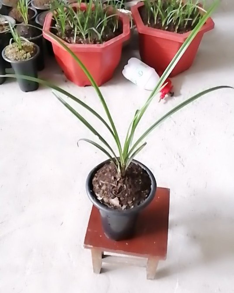 云南野生莲瓣兰花，春兰，绿兰等各种云南兰花