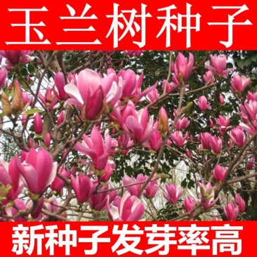 新采玉兰种子白玉兰种子