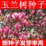 新采玉兰种子白玉兰种子