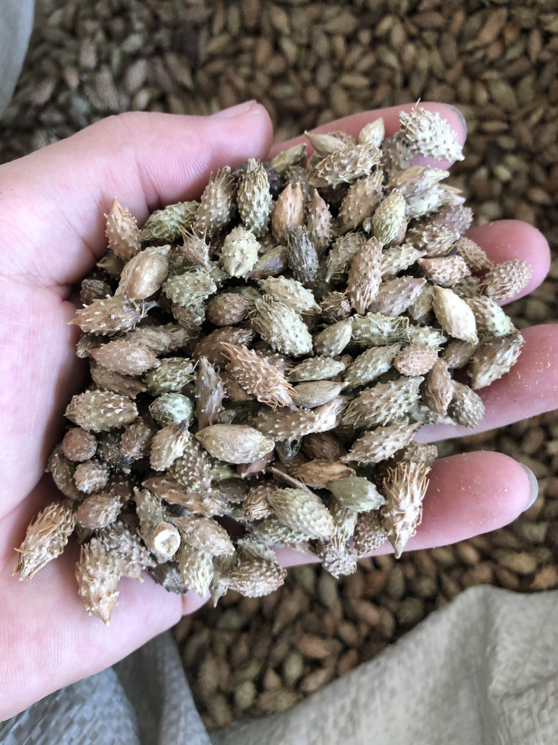 【苍耳子】苍耳子量大从优物美价廉产地直供