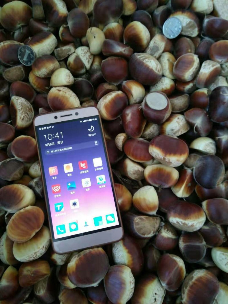 板栗