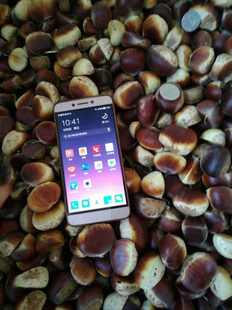 板栗