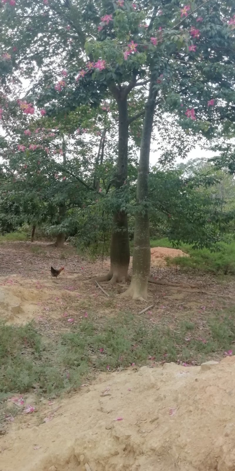 多种绿木