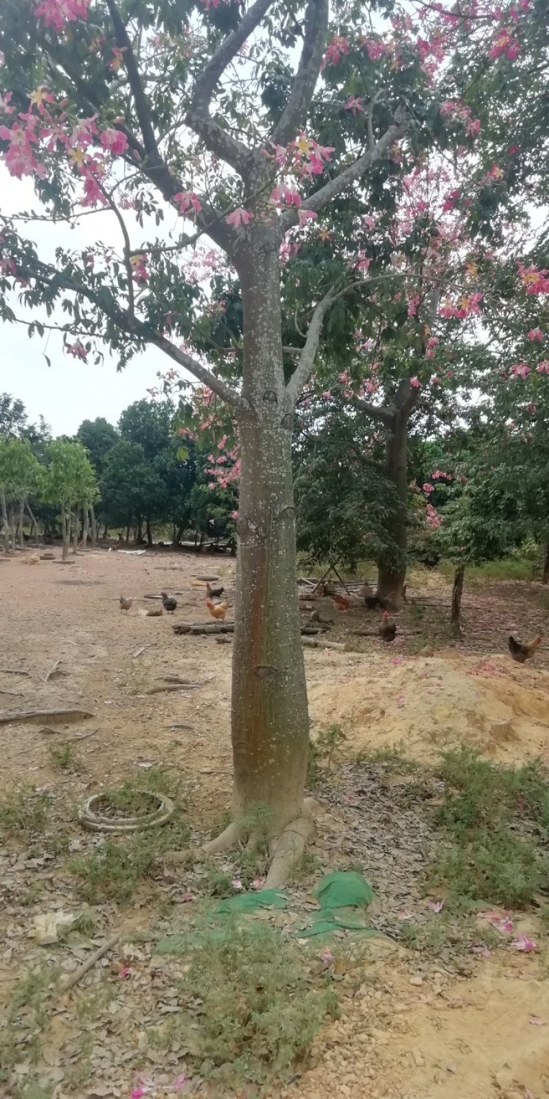 多种绿木