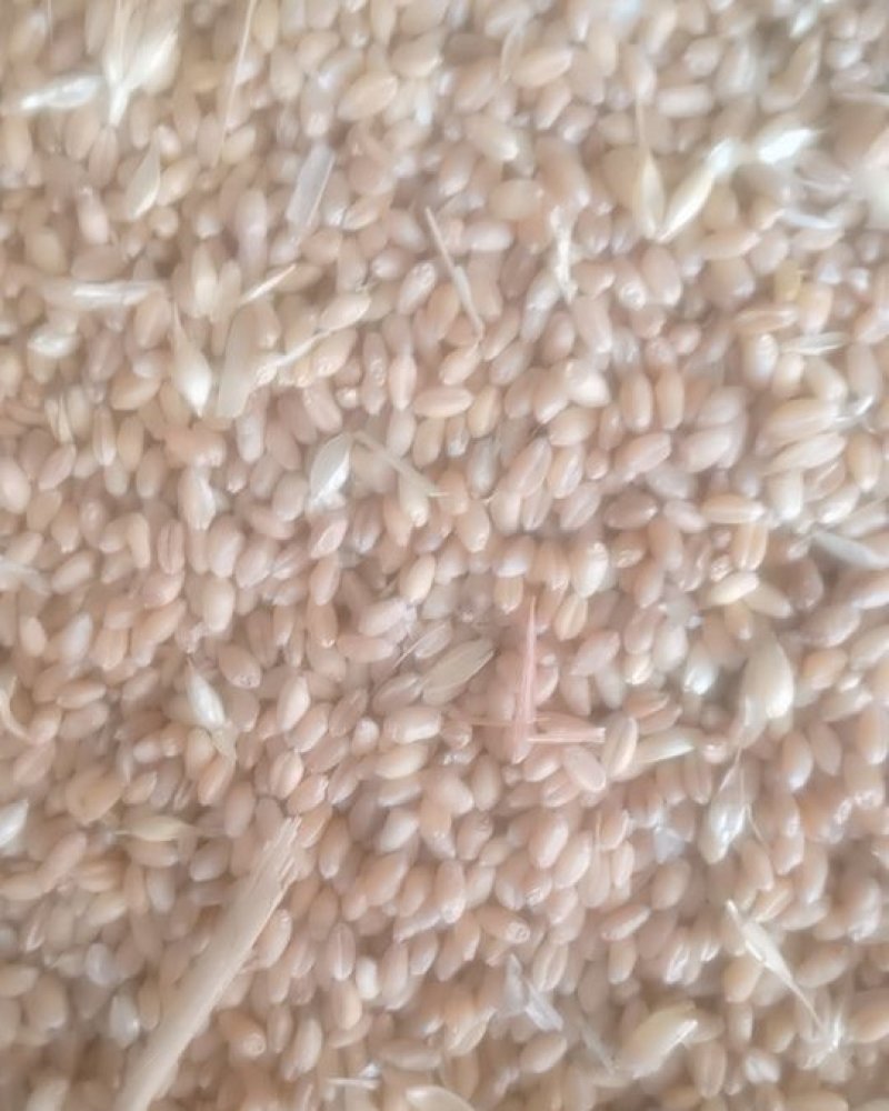 【精】小麦产地直销量大品质好常年供货