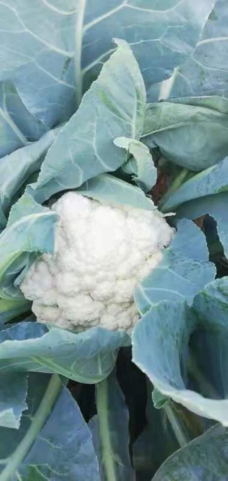 河北精品菜花。品质优。保质保量，量大从优，陆续大量上市