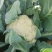 河北精品菜花。品质优。保质保量，量大从优，陆续大量上市