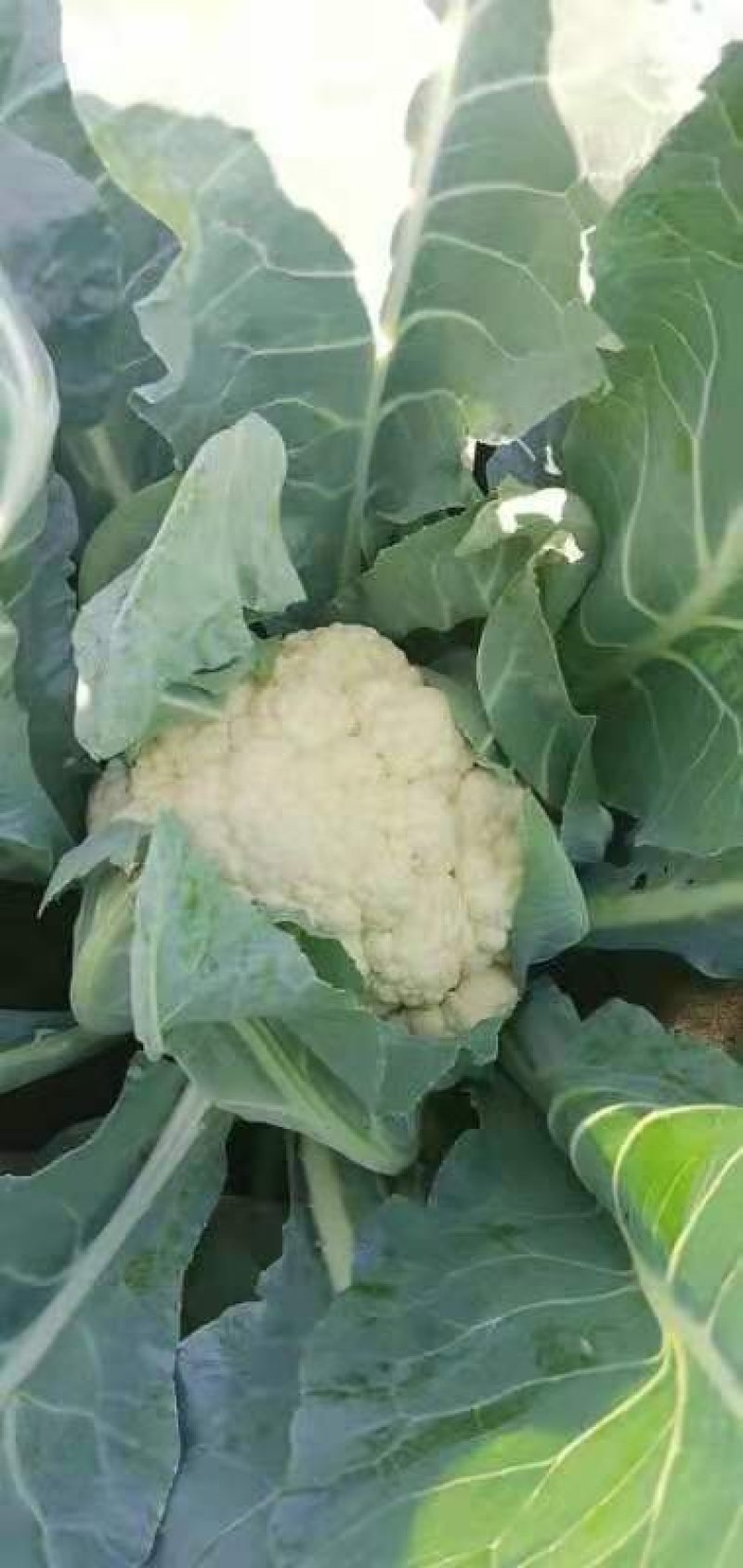 河北精品菜花。品质优。保质保量，量大从优，陆续大量上市
