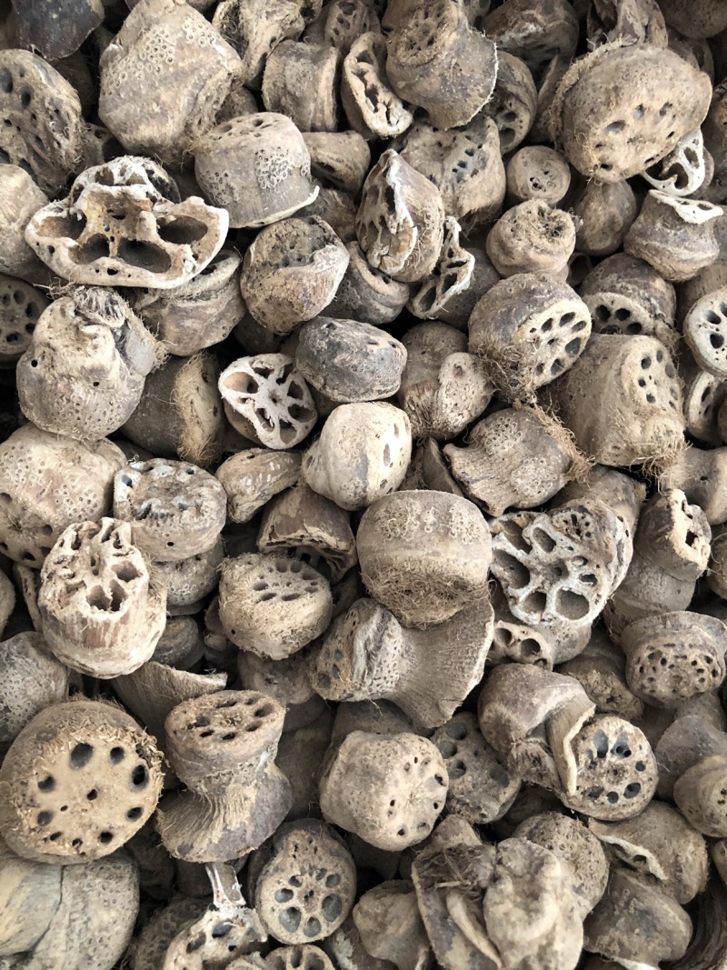 【藕节】藕节量大从优物美价廉产地直供