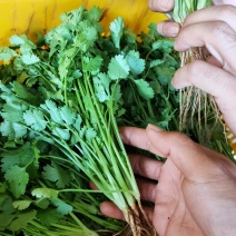 香菜新鲜上市大量现货产地直销保质保量良心卖家