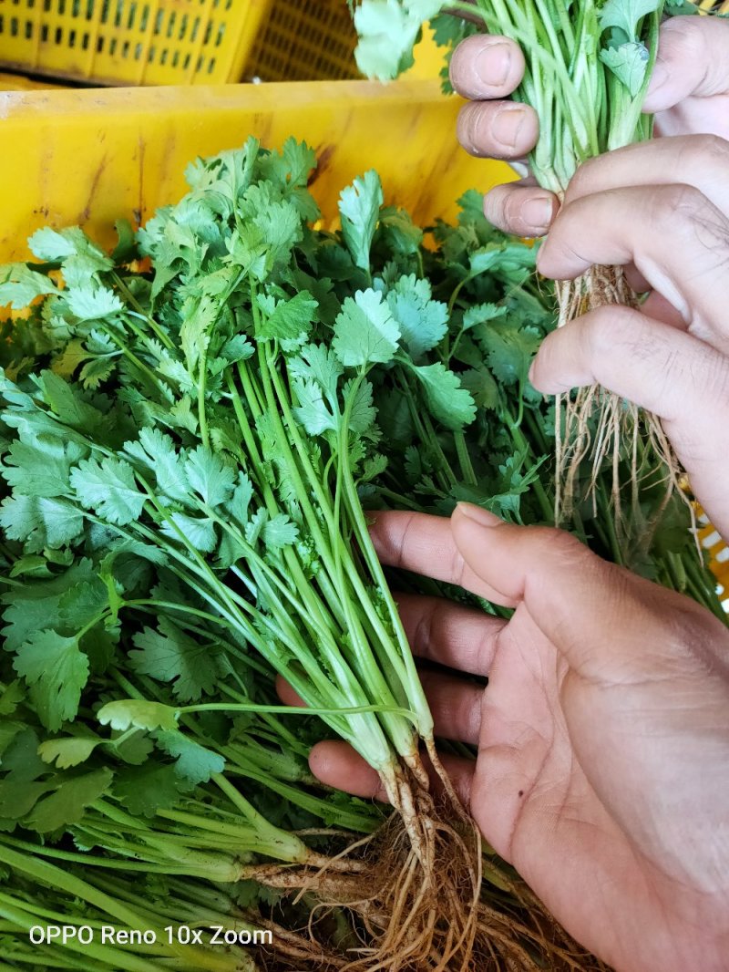 香菜新鲜上市大量现货产地直销保质保量良心卖家